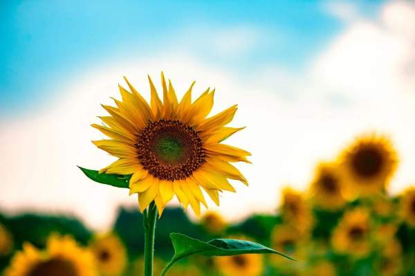 Sunflower Growing Competition